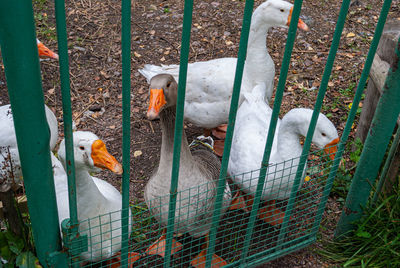 High angle view of birds in cage