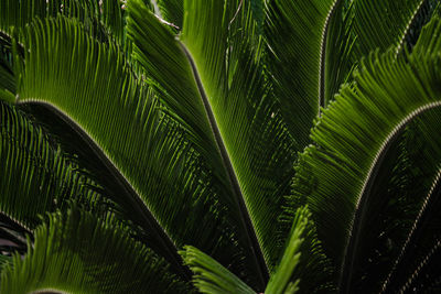 Close-up of palm tree leaves