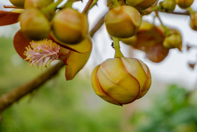 Close-up of fruit growing on tree