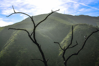 Bare tree against mountain range