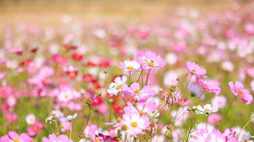 Close-up of pink flowering plants on field