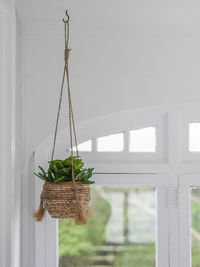 Close-up of potted plant hanging from window