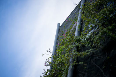 Low angle view of plants against sky