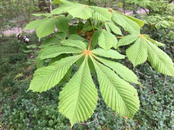 High angle view of leaves in forest