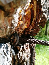 Close-up of tree trunk