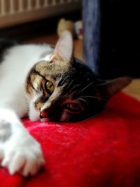 Close-up of cat lying down