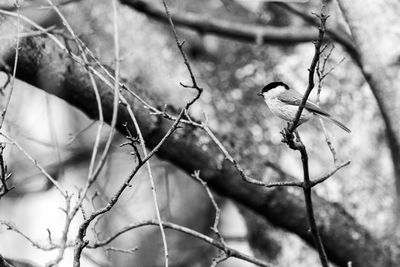 Low angle view of bird perching on branch