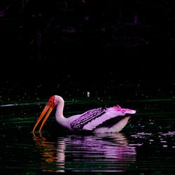 Duck swimming in lake