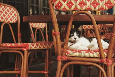 Black and white cat resting on chair