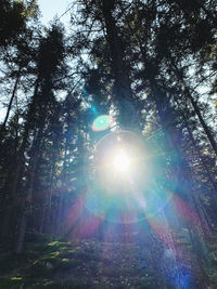 Low angle view of sunlight streaming through trees in forest