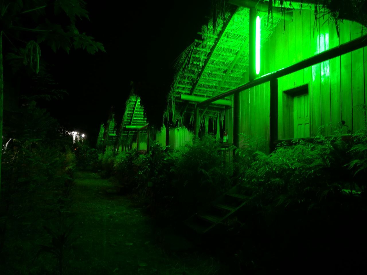 VIEW OF ILLUMINATED PLANTS