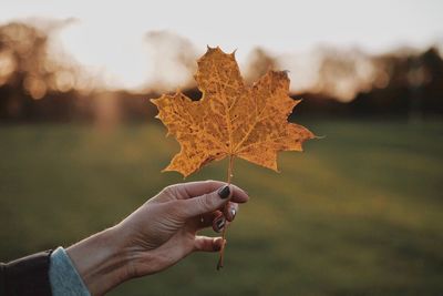 Close-up of hand holding maple leaf on field against sky