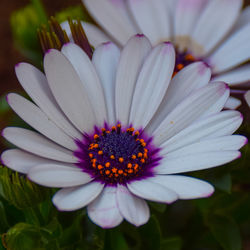 Close-up of white flower blooming outdoors