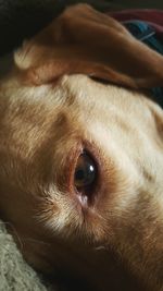 Close-up portrait of dog