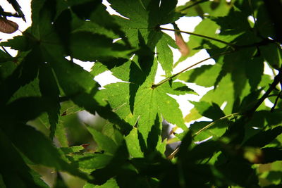 Close-up of insect on tree