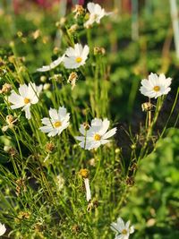 Close-up of flowers blooming outdoors