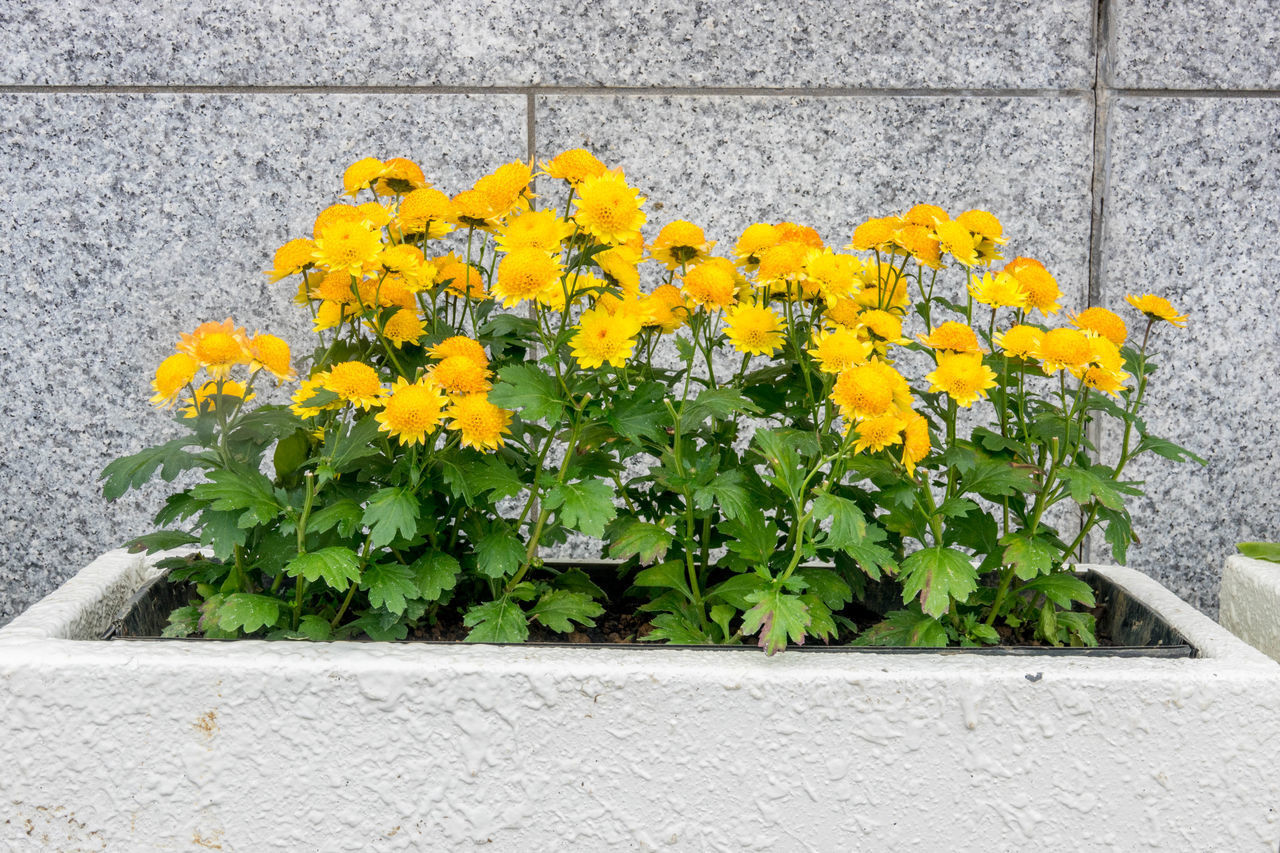 CLOSE-UP OF YELLOW FLOWERING PLANTS AGAINST WALL