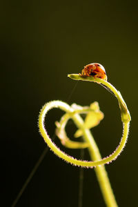 Close-up of insect on flower