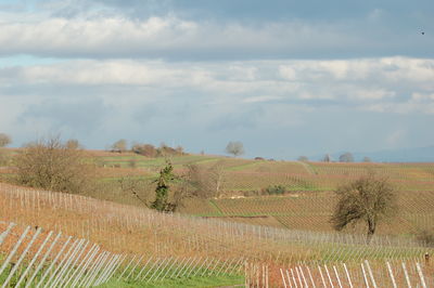 Scenic view of vineyard against cloudy sky