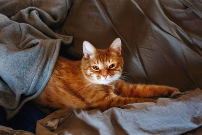 Cute lazy red cat lying in bed