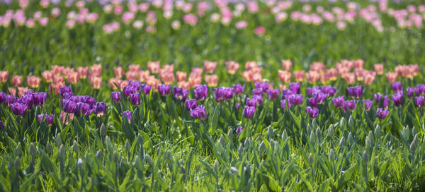 Close-up of purple crocus flowers growing in field