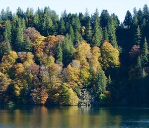 Scenic view of lake in forest during autumn