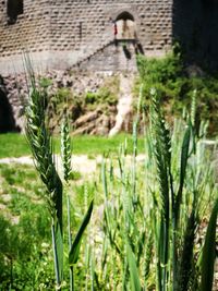 Close-up of plants growing on field