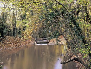 Scenic view of lake in forest