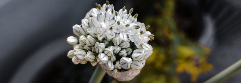 Close-up of white flowering plant