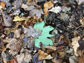 High angle view of dry leaves on field