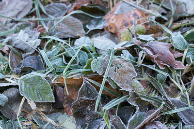 Close-up of plants