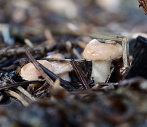 Close-up of mushroom growing on field