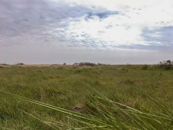 Scenic view of field against sky