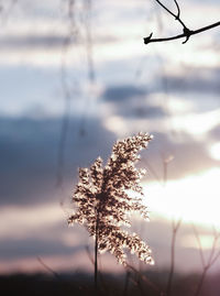 Close-up of plant against sky during winter