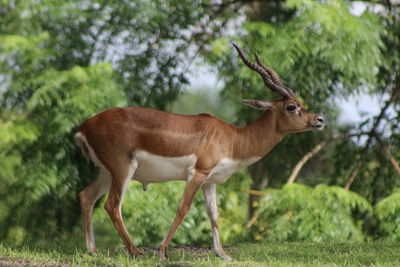 Blackbuck antelope deer standing on a field