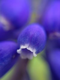 Close-up of purple flower