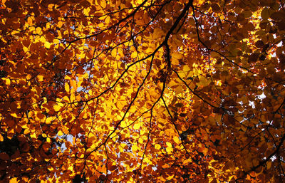 Low angle view of autumnal tree