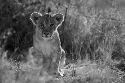 Mono lion cub