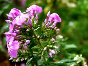 Close-up of purple flowers blooming outdoors