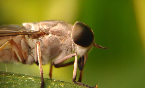 Close-up of insect on leaf