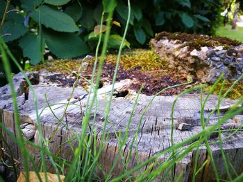 Close-up of mushrooms on grass