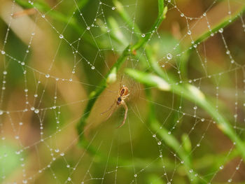 Spider web and a spider. 