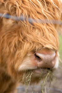 Close-up of cow