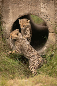 Cheetah cubs by stone hole in forest