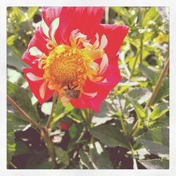 Close-up of red flowers blooming outdoors