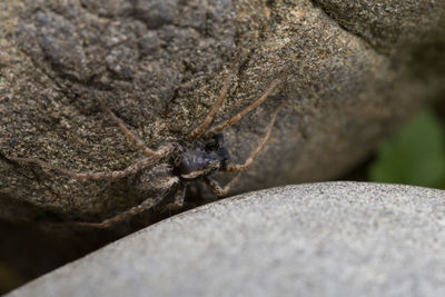 Close-up of insect