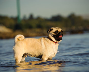 Pug standing in water