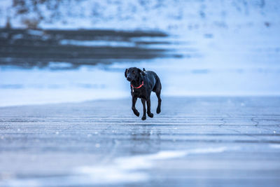 Dog running on frozen lake