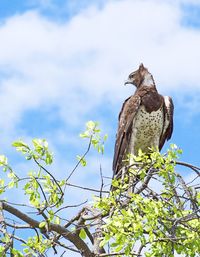 Low angle view of martial eagle perching on tree