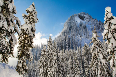 Pine trees on snowcapped mountains against sky